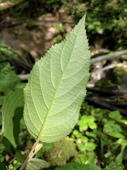 Hydrangea strigosa