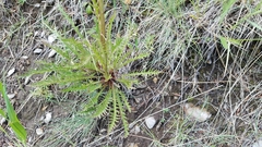 Pedicularis contorta