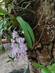 Aerides odorata