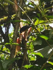 Euphonia xanthogaster