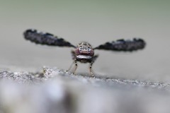 Callopistromyia strigula
