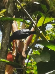 Euphonia xanthogaster