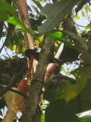 Euphonia xanthogaster