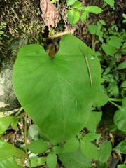 Cardiocrinum cathayanum