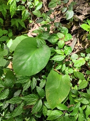 Cardiocrinum cathayanum