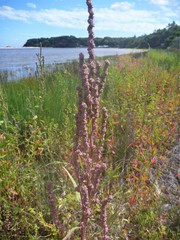 Atriplex australasica