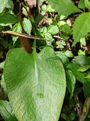 Cardiocrinum cathayanum