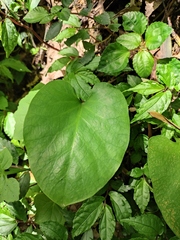 Cardiocrinum cathayanum