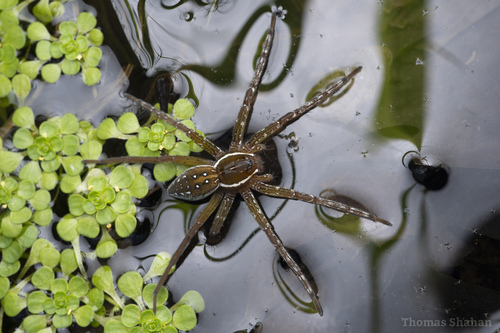 Six-spotted Fishing Spider, Oklahoma, US, photo 9 of 10