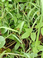 Neurothemis terminata