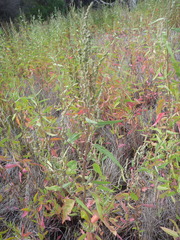 Atriplex australasica