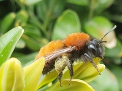Andrena fulva