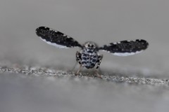 Callopistromyia strigula