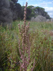Atriplex australasica