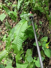 Neocheiropteris ovata