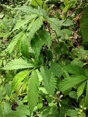 Elatostema stewardii