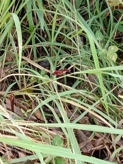 Neurothemis terminata