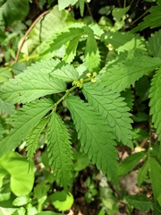 Elatostema stewardii