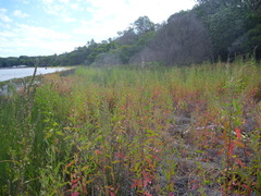 Atriplex australasica