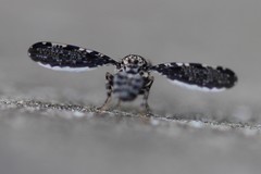 Callopistromyia strigula