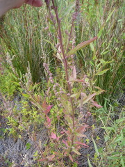 Atriplex australasica
