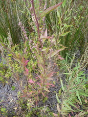 Atriplex australasica