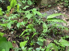 Neocheiropteris ovata