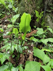 Neocheiropteris ovata