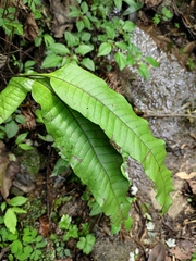 Neocheiropteris ovata
