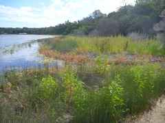 Atriplex australasica