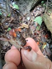 Longpotamon unaequum