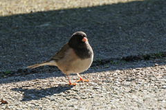 Junco hyemalis shufeldti