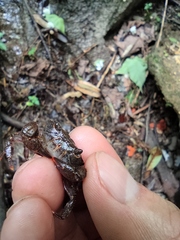 Longpotamon unaequum