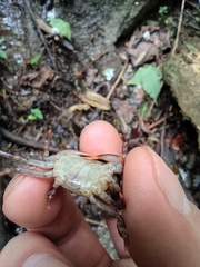 Longpotamon unaequum