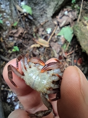 Longpotamon unaequum