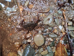 Longpotamon unaequum