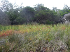 Atriplex australasica