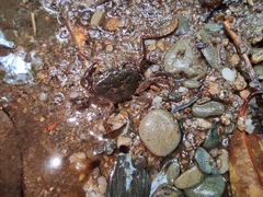 Longpotamon unaequum