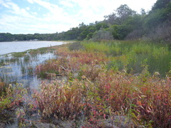 Atriplex australasica