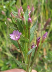 Epilobium glaucum