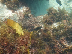 Goniistius rubrolabiatus