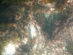 Goniistius rubrolabiatus