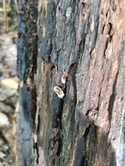 Doderiinae