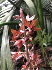 Eulophia zollingeri