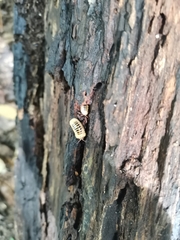 Doderiinae