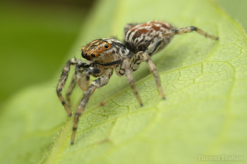Dimorphic Jumping Spider, photo 2 of 10
