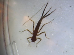 Isostictidae
