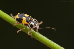 Pachybrachis tridens