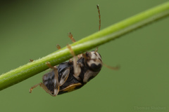 Pachybrachis tridens