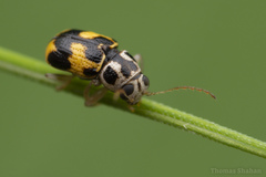 Pachybrachis tridens